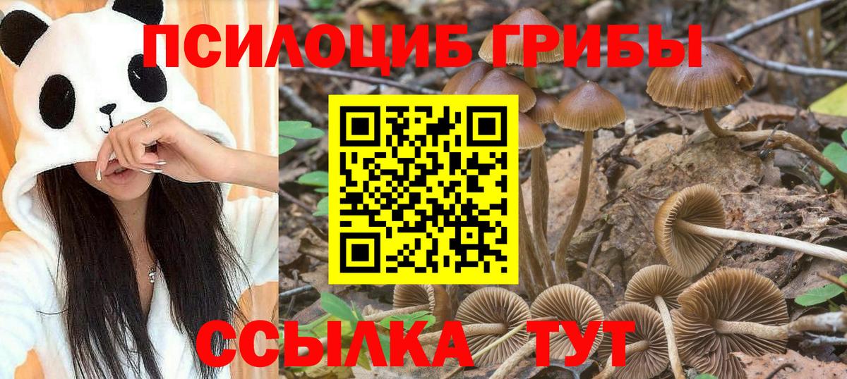 Псилоцибиновые грибы Cubensis  Галлюциногенные грибы мухоморы  Тайшет  Вход с VPN 